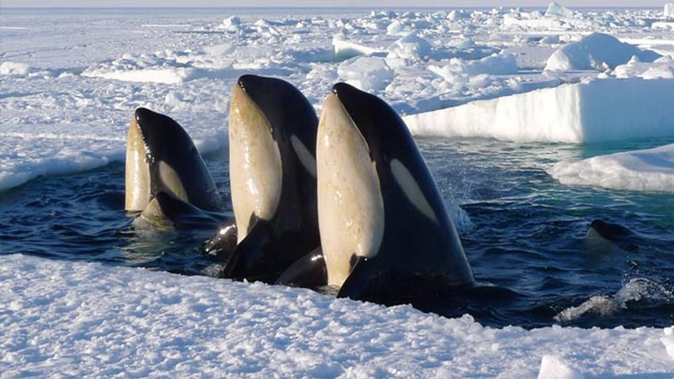 Orcawale unter dem Eis eingeschlossen
