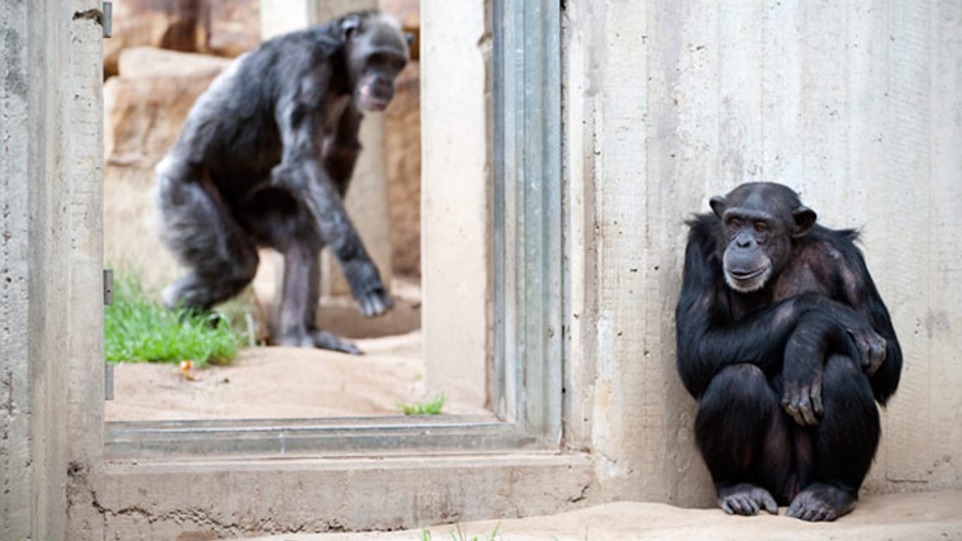 Nach neuesten Erkenntnissen haben auch Schimpansen einen Sinn für Fairness untereinander.
