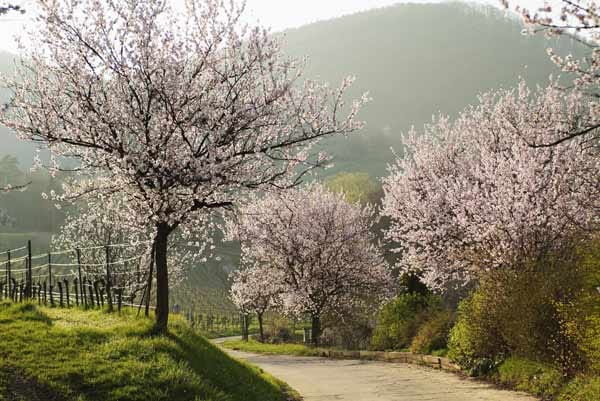 Ein rosa-weißes Wunder erleben Urlauber in der Pfalz: Anfang März setzt dort die Mandelblüte ein. Ein Erlebnis für alle Sinne ist eine Wanderung auf dem 77 Kilometer langen Pfälzer Mandelpfad von Bad Dürkheim bis nach Bad Schweigen-Rechtenbach.