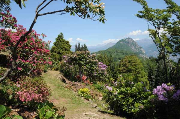 Azaleen und Rhododendren stehen ab April im Parc San Grato in voller Blüte.