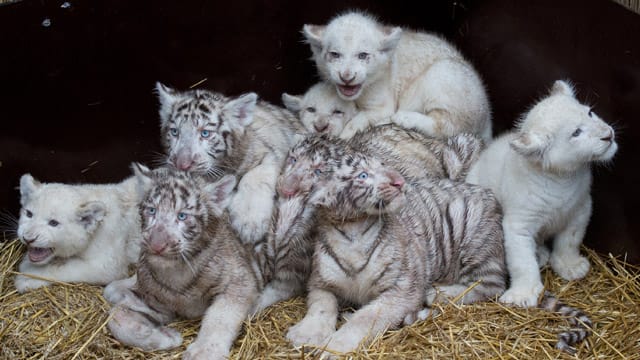 Weiße Tiger- und Löwenbabys im Serengeti-Park Hodenhagen.