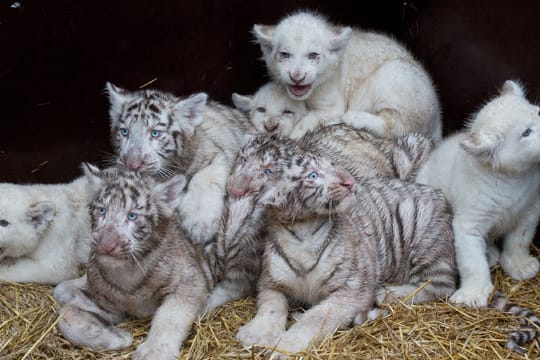 Weiße Tiger- und Löwenbabys im Serengeti-Park Hodenhagen.