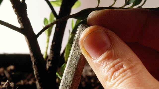 Ab Februar dürfen Zimmerpflanzen wieder gedüngt werden.