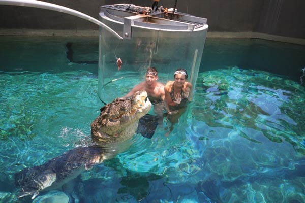 Nur Wagemutige gehen mit den lebenden Salzwasserkrokodilen auf Tuchfühlung - gesichert durch einen gläsernen Käfig.