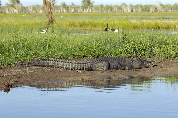 Immerhin sind sie die größten, heute noch lebenden Krokodile.