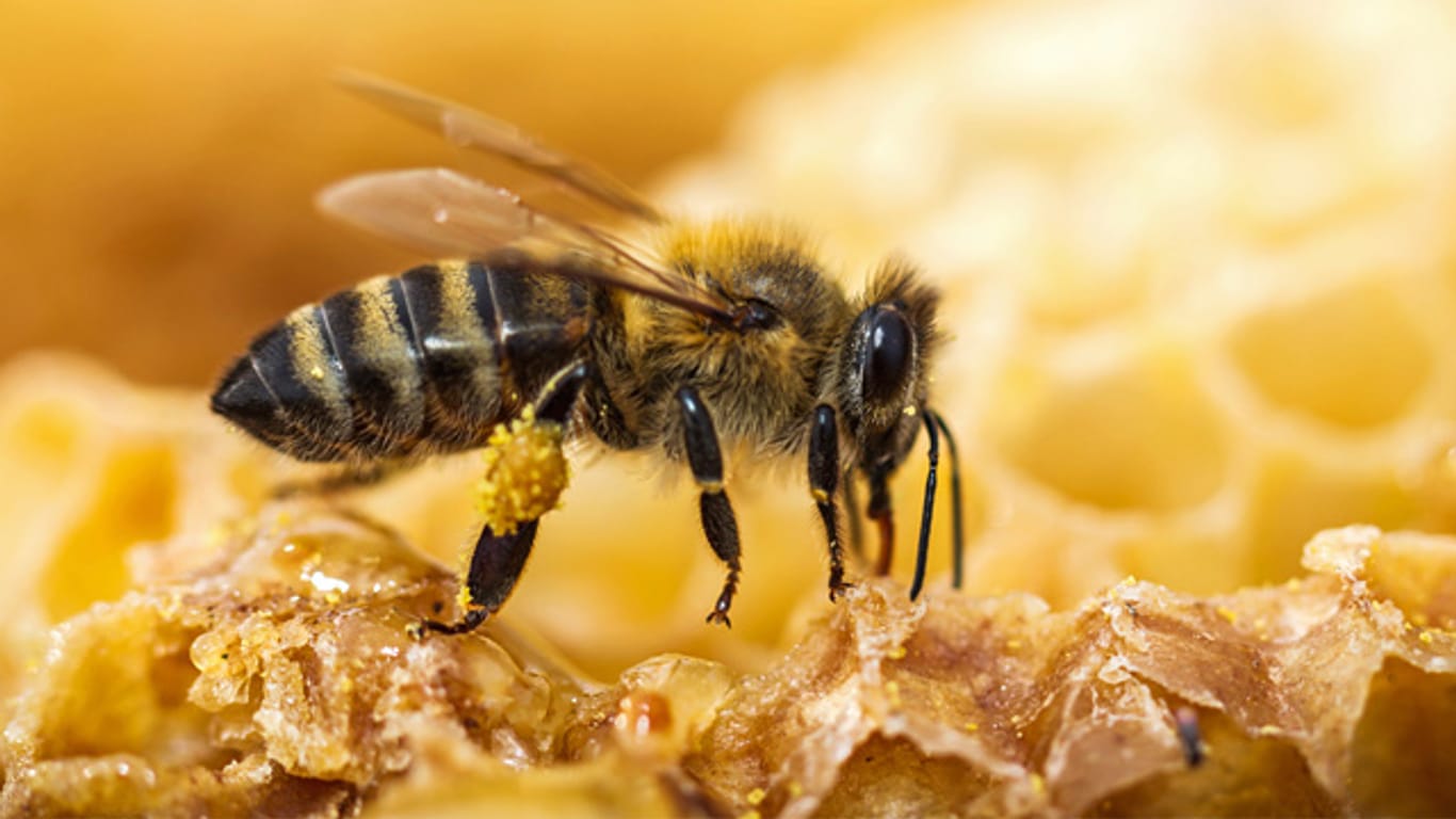 Mit Propolis schließen Bienen ihre Waben.