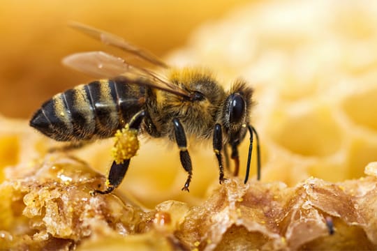 Mit Propolis schließen Bienen ihre Waben.