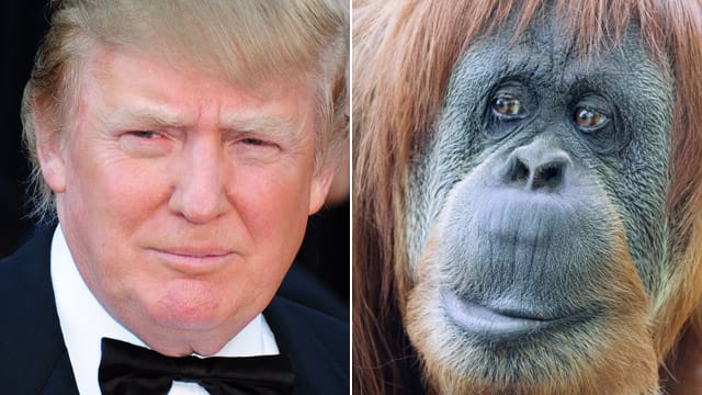 Donald Trump und der Orang-Utan-Streit mit Moderator Bill Maher Donald Trump und der Orang-Utan-Streit mit Moderator Bill Maher