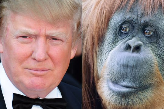 Donald Trump und der Orang-Utan-Streit mit Moderator Bill Maher