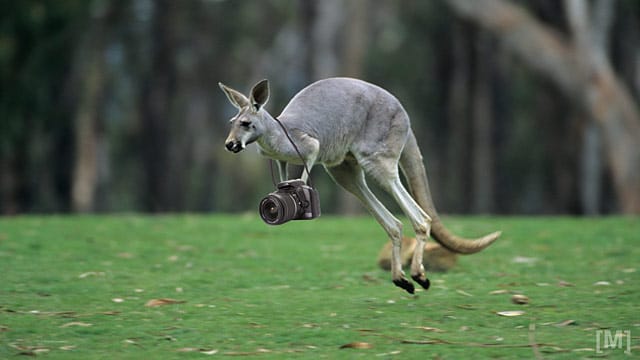 Kängurus die für Street View arbeiten? Auch nur ein Aprilscherz.