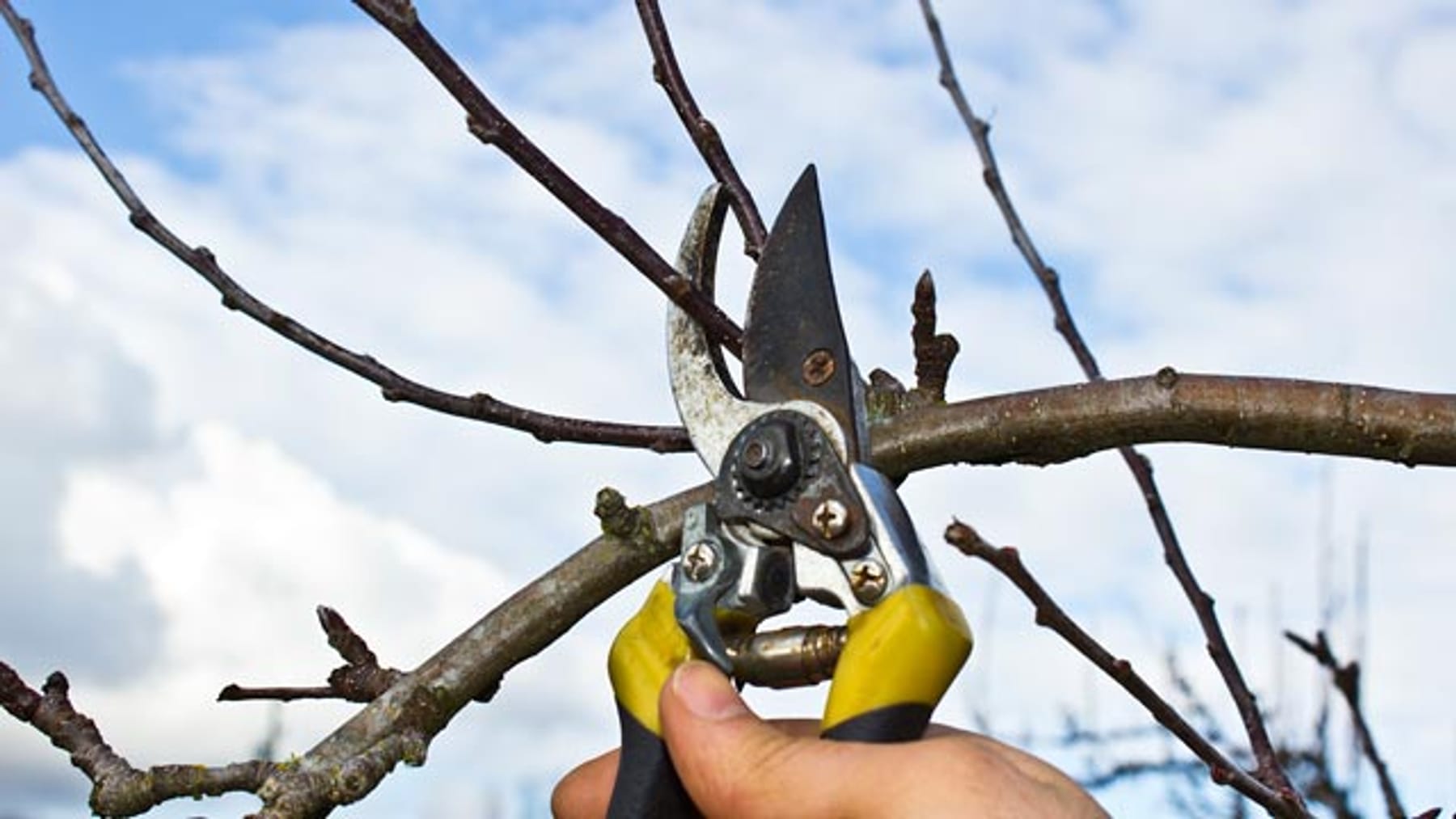 Obstbäume schneiden So machen Sie es richtig