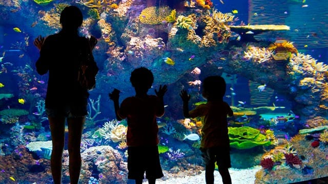 Die Lebewesen im Aquarium bieten alle möglichen Farben.