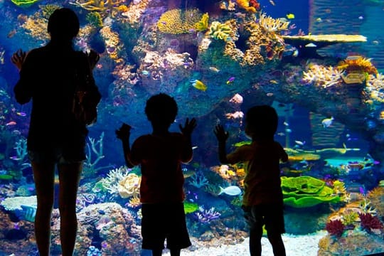 Die Lebewesen im Aquarium bieten alle möglichen Farben.