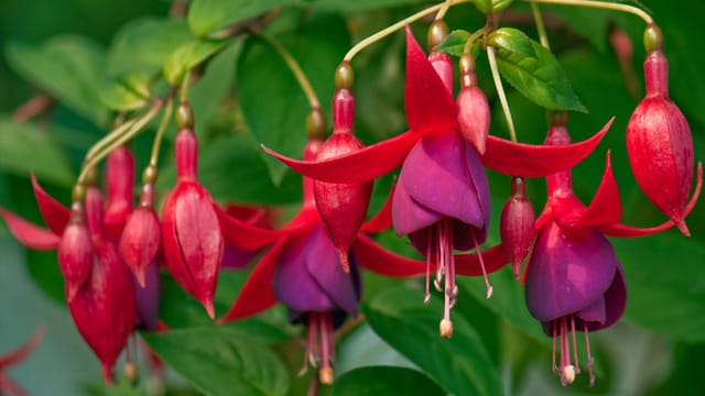 Manche der prächtigen Fuchsien müssen im Haus überwintern