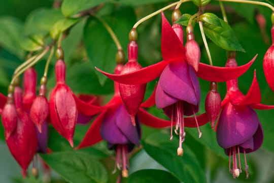 Manche der prächtigen Fuchsien müssen im Haus überwintern