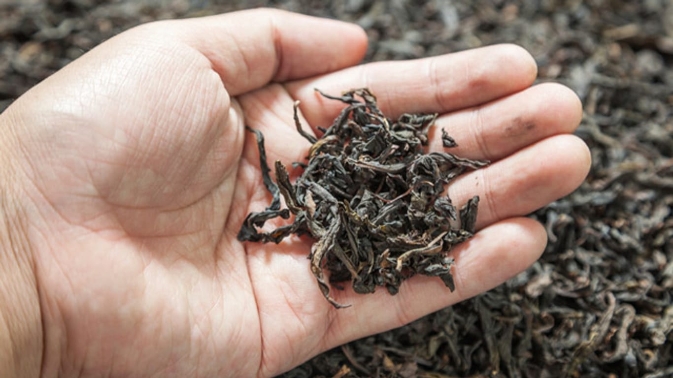 Der Oolong-Tee entsteht noch durch echte Handarbeit