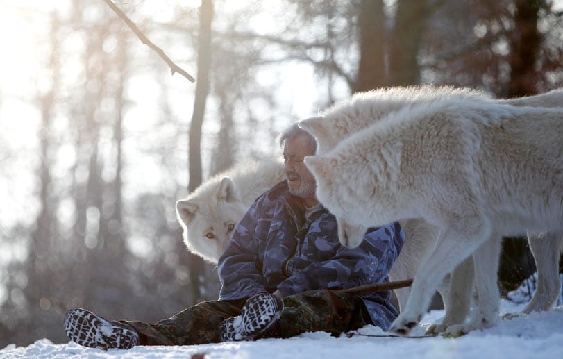 Die Beziehung zwischen Mensch und Wolf wurde mit zunehmendem Konkurrenzkampf um die Nahrung schwieriger. Heute, mehr als 100 Jahre nach seiner Ausrottung in Deutschland, kehrt der Wolf zurück. Seit mehreren Jahren gibt es wieder wilde Wolfsrudel in deutschen Wäldern.