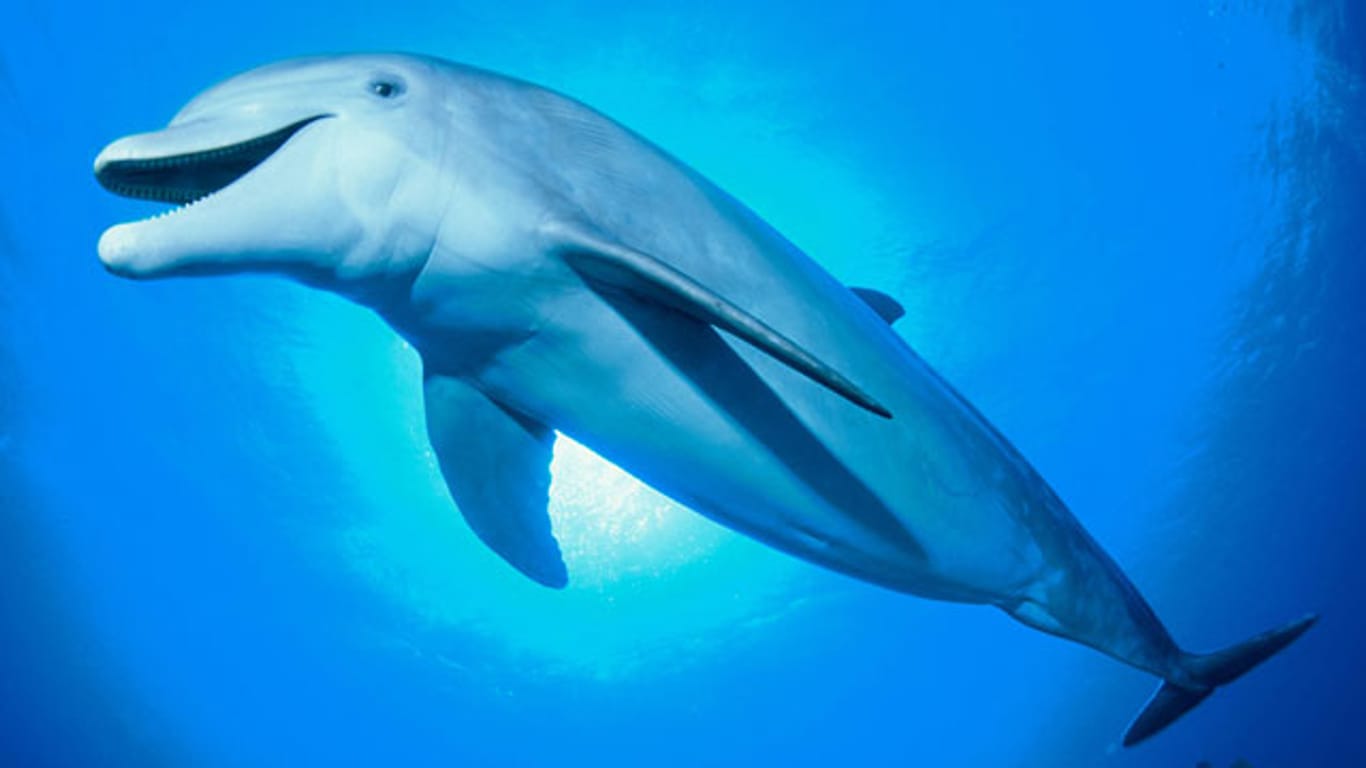 Mit pfeifenden Geräuschen kommunizieren Delfine miteinander, sie nennen einander sogar beim Namen