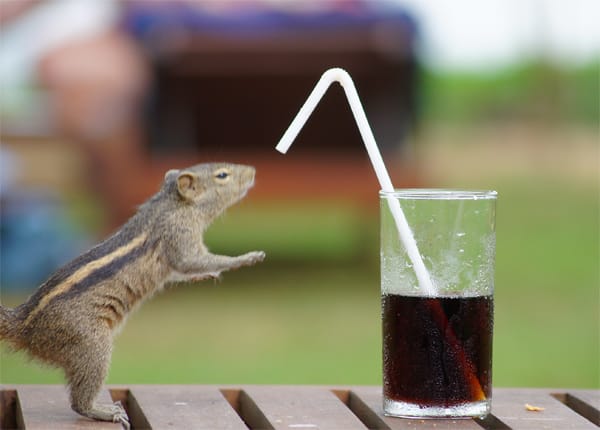 Auch ein sri-lankisches Streifenhörnchen hat mal Durst. Wenn dann ein Urlauber achtlos sein Erfrischungsgetränk stehen lässt – Schwupps, ist es leer. Auch sonst sind die kleinen Tierchen ganz schön frech.