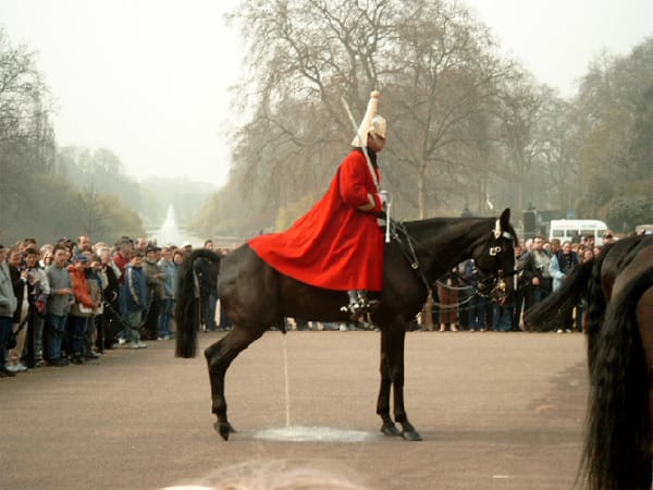 Es ist der große Moment jedes Londoner Offiziers: Die prunkvolle Parade zum Wachwechsel Aber auch ein Pferd hat so seine Bedürfnisse – und nimmt natürlich keinerlei Rücksicht auf das Protokoll und seinen Reiter.