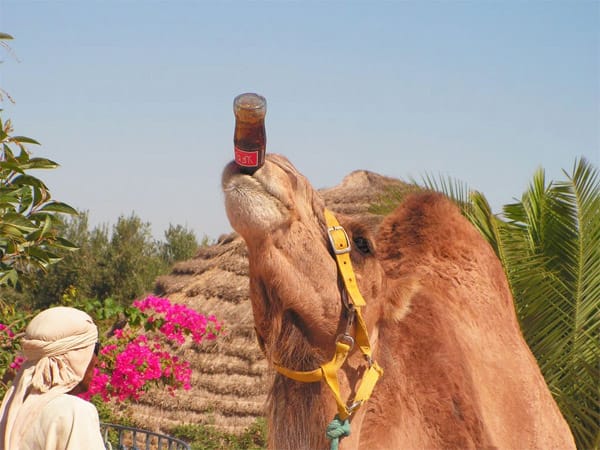 Wer nur alle zwei Wochen etwas trinkt, hat einen mächtigen Durst. Um die Flüssigkeitstanks zu füllen, greifen Kamele schon einmal gerne zu unkonventionellen Methoden.