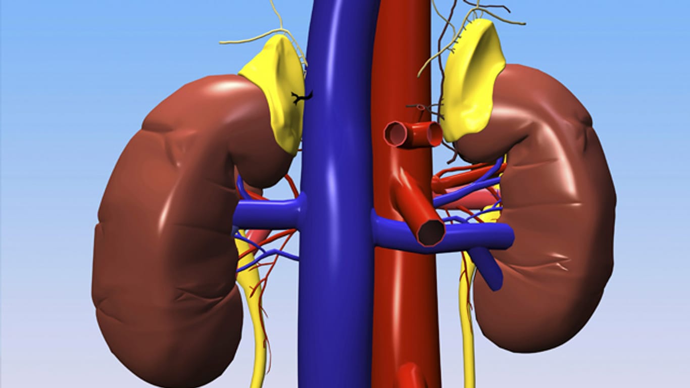 Eine Eingriff an den Nierenarterie kann einen zu hohen Blutdruck senken.