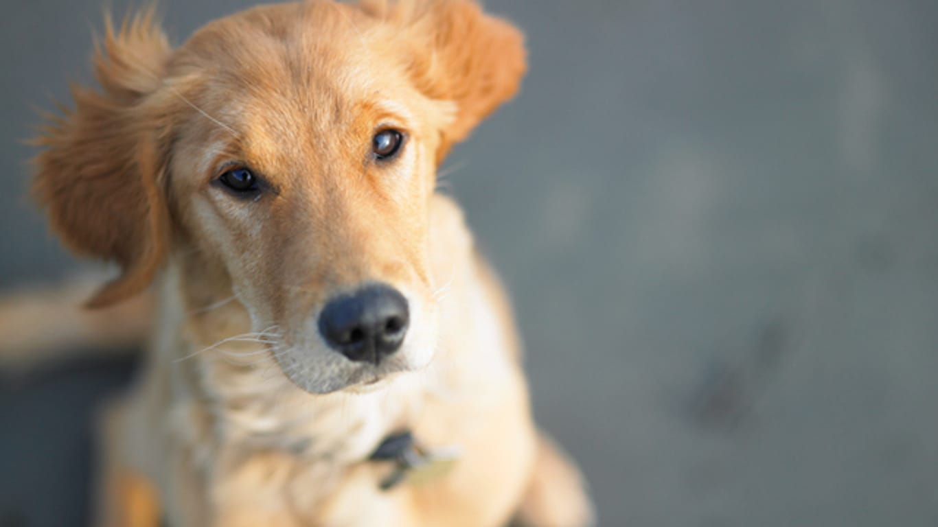 Eine Blasenentzündung beim Hund erkennen Sie häufig an seinem auffälligem Verhalten.