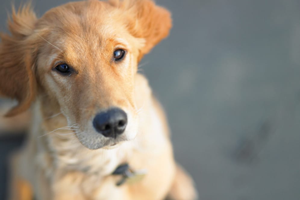 Eine Blasenentzündung beim Hund erkennen Sie häufig an seinem auffälligem Verhalten.