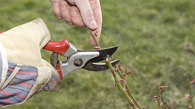 Im Frühling sollten Rosen kräftig geschnitten werden.