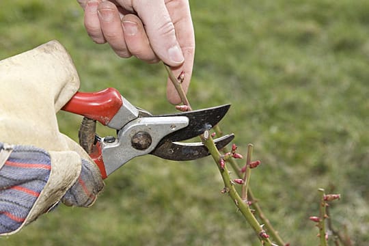 Im Frühling sollten Rosen kräftig geschnitten werden.