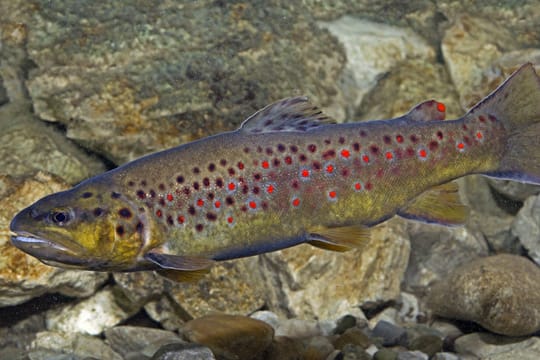 Bachforelle (Salmo trutta fario): Milchner.