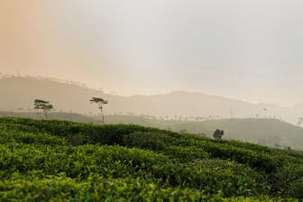 Ceylon-Tee wird in Sri Lanka angebaut