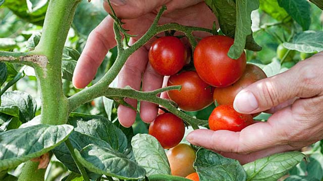 Tomaten aus dem eigenen Garten.