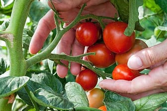 Tomaten aus dem eigenen Garten.