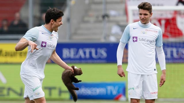 Der Moment des Schmerzes. Der Marder beißt Zürich-Spieler Benito in den rechten Finger. Der Moment des Schmerzes. Der Marder beißt Zürich-Spieler Benito in den rechten Finger.
