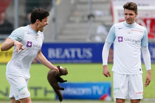 Der Moment des Schmerzes. Der Marder beißt Zürich-Spieler Benito in den rechten Finger.