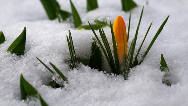 Etwas Schnee schadet den frischen Krokussen nicht.