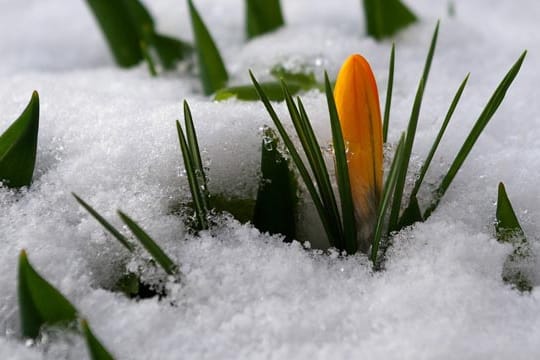 Etwas Schnee schadet den frischen Krokussen nicht.