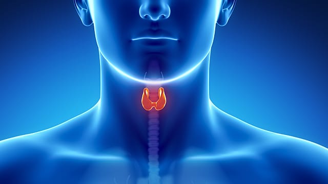 Schilddrüse: Ein krankes Organ wird oft zu spät entdeckt.