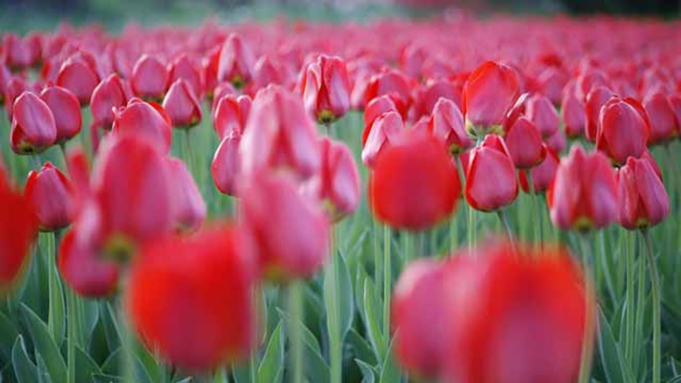 Tulpen sind anspruchsloser als viele denken