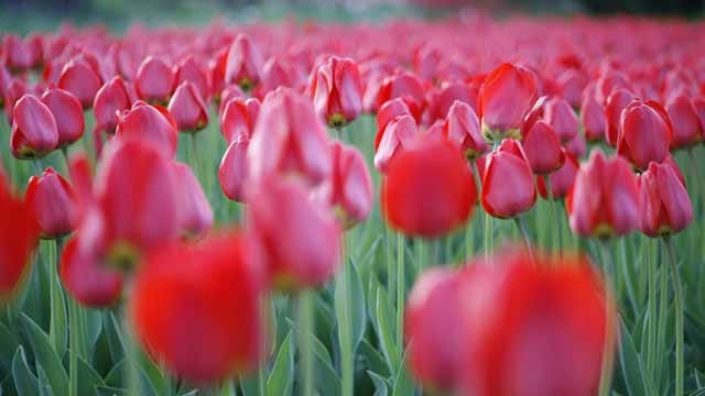 Tulpen sind anspruchsloser als viele denken