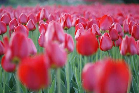 Tulpen sind anspruchsloser als viele denken