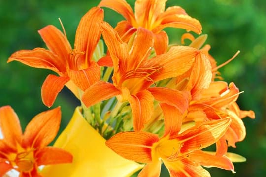 Lilien lassen sich auch wunderbar im Topf ziehen