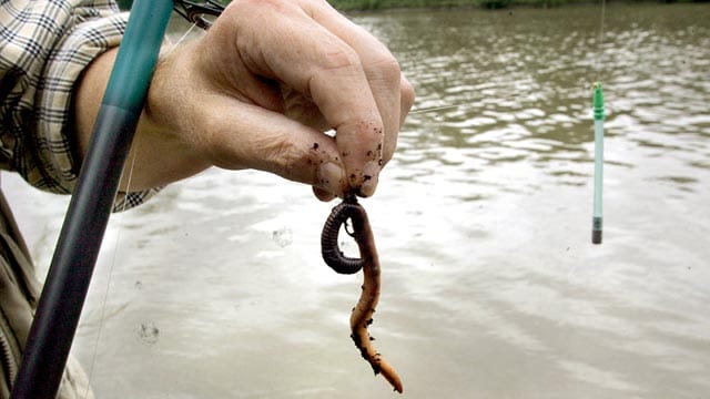 Naturköder beim Angeln: Wurm.