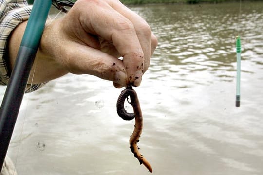 Naturköder beim Angeln: Wurm.