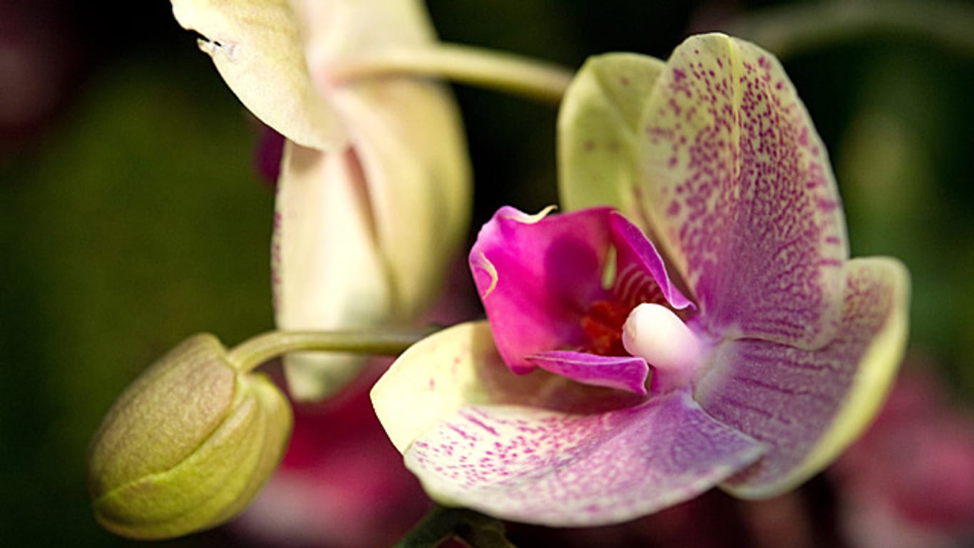 Nach einer Blüte kann die Orchidee im Frühjahr umgetopft werden.