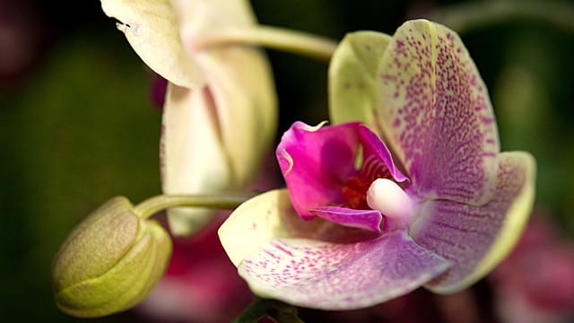 Nach einer Blüte kann die Orchidee im Frühjahr umgetopft werden.