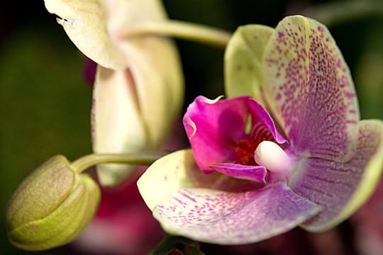 Nach einer Blüte kann die Orchidee im Frühjahr umgetopft werden.