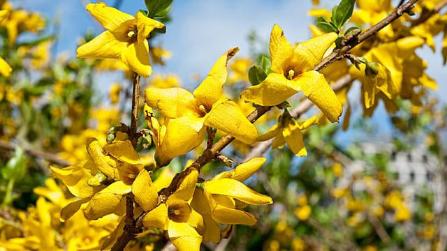 Forsythien