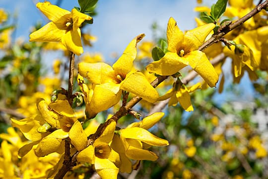 Forsythien